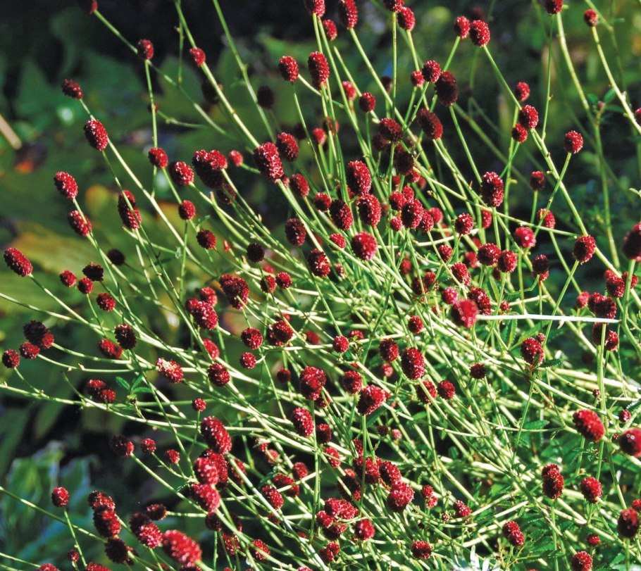 Sanguisorba officinalis