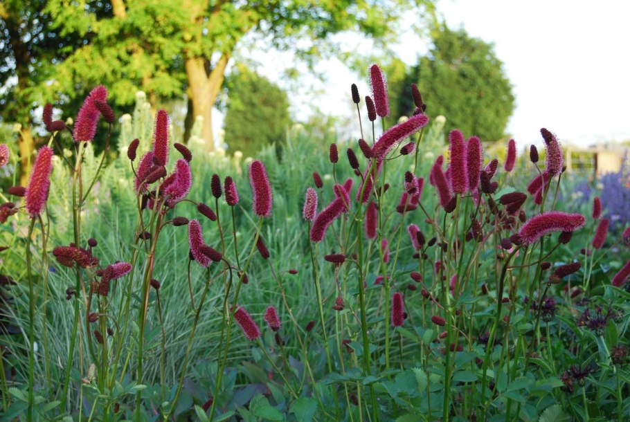 Кровохлебка лекарственная (Sanguisorba officinalis)