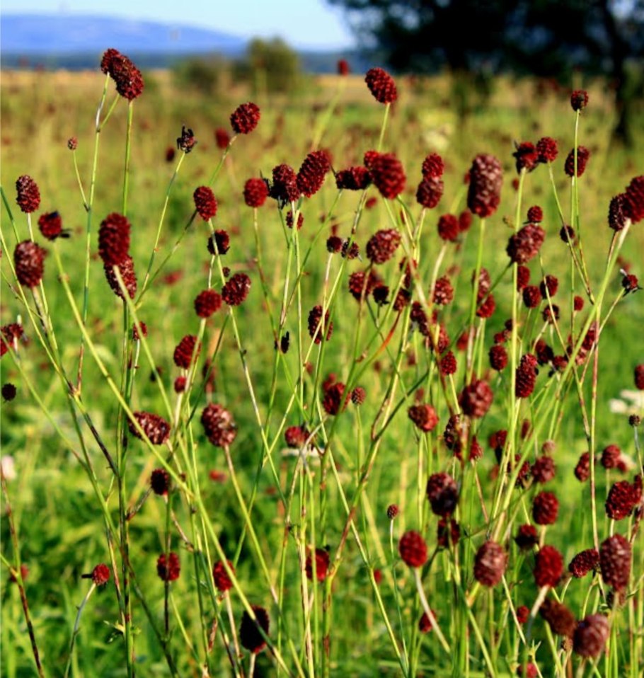 Кровохлебка Tanna