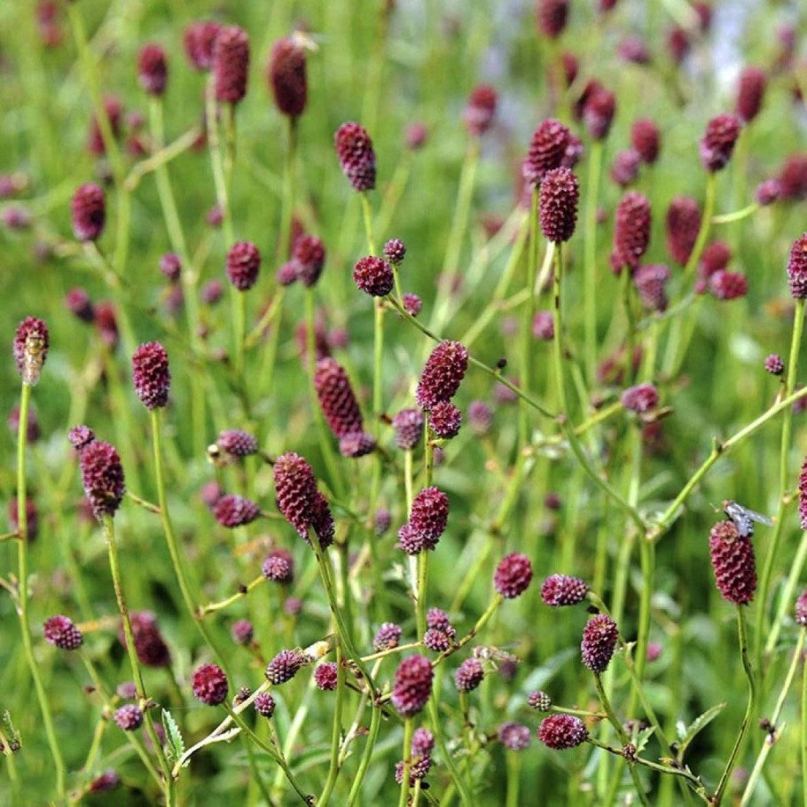 Кровохлебка Sanguisorba