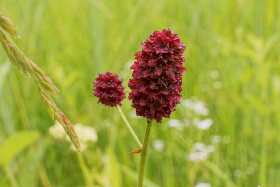 Кровохлебка лекарственная (Sanguisorba officinalis)