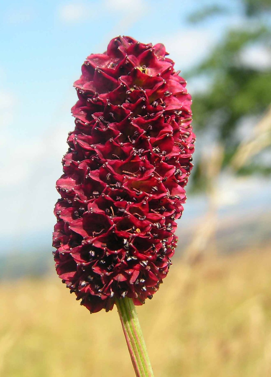 Кровохлебка Sanguisorba