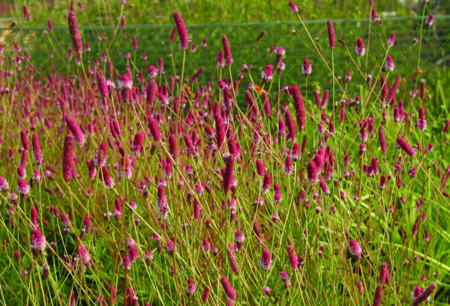 Кровохлебка лекарственная (Sanguisorba officinalis &#96;Tanna&#96;)