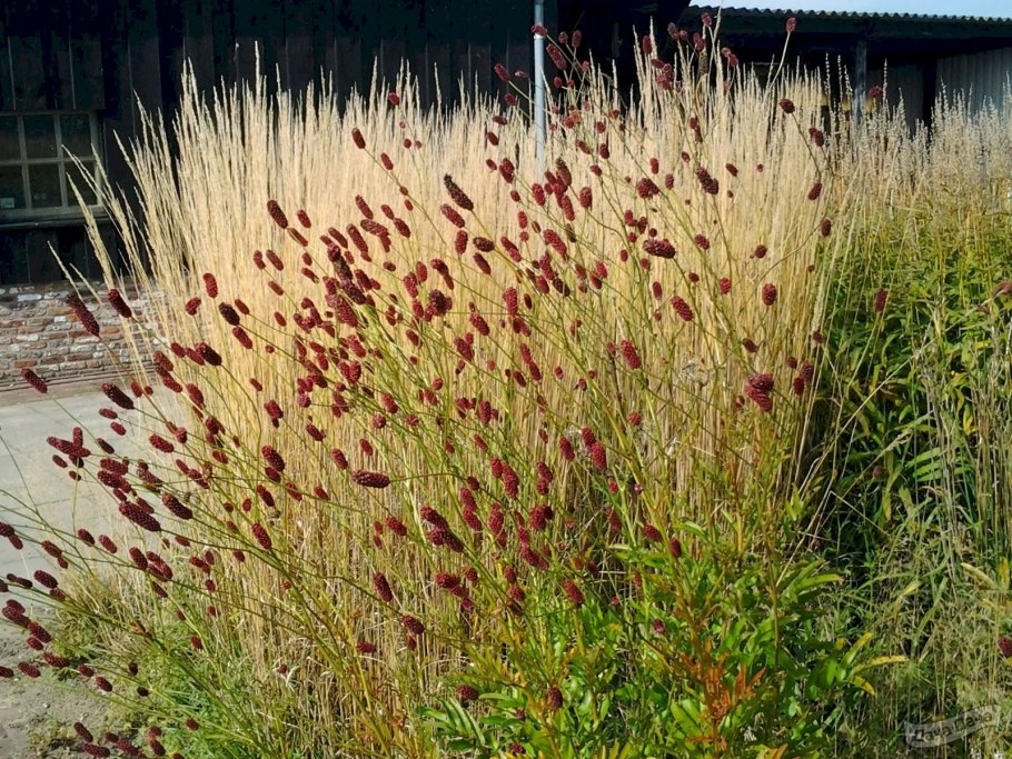 Кровохлебка вариегатная