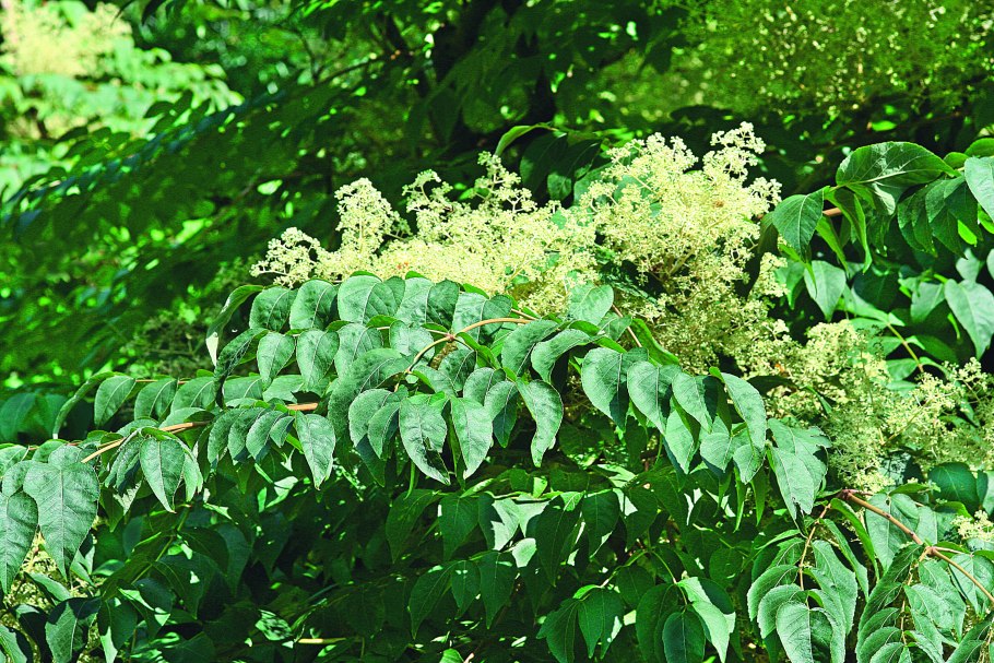 Аралия сердцевидная