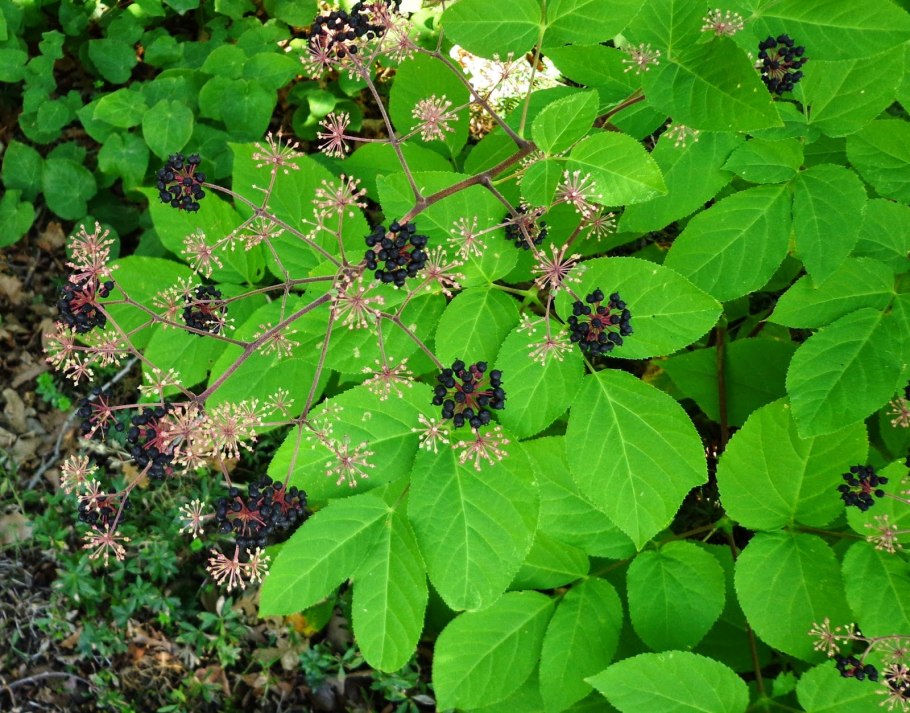 Аралия маньчжурская (Aralia mandshurica)