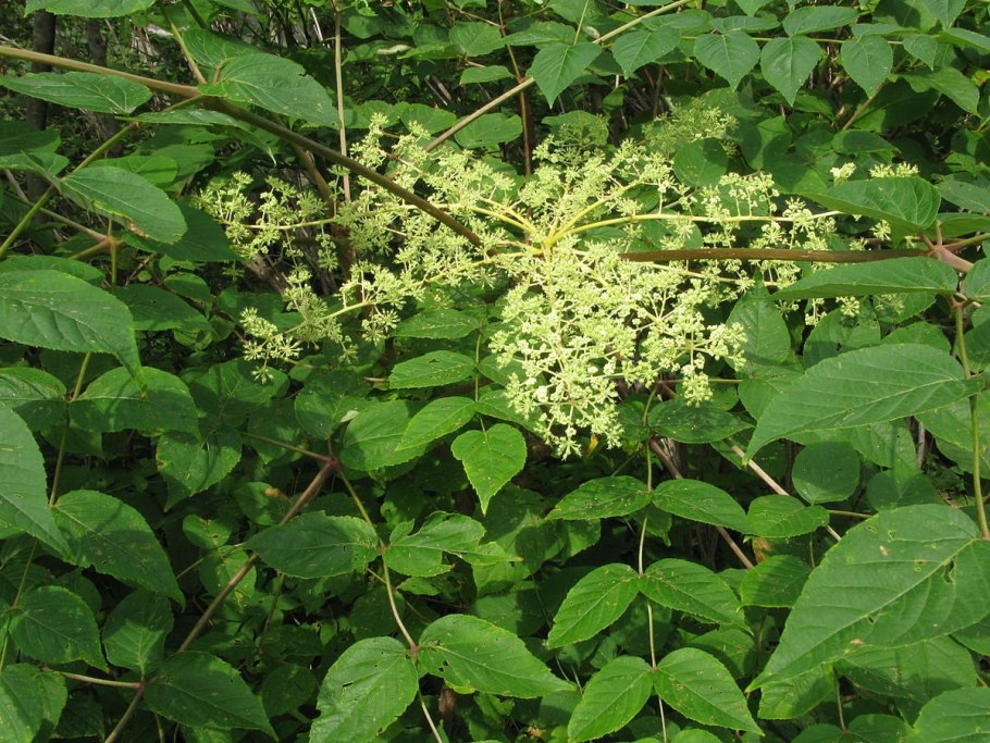 Аралия колючая (Aralia spinosa)