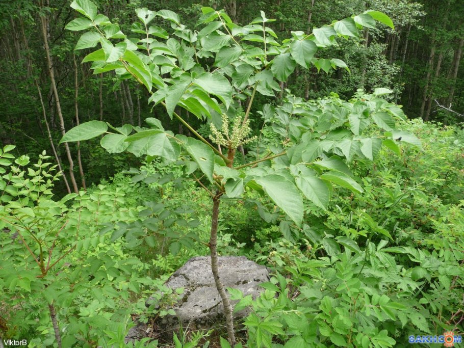 Аралия сердцевидная Aralia cordata
