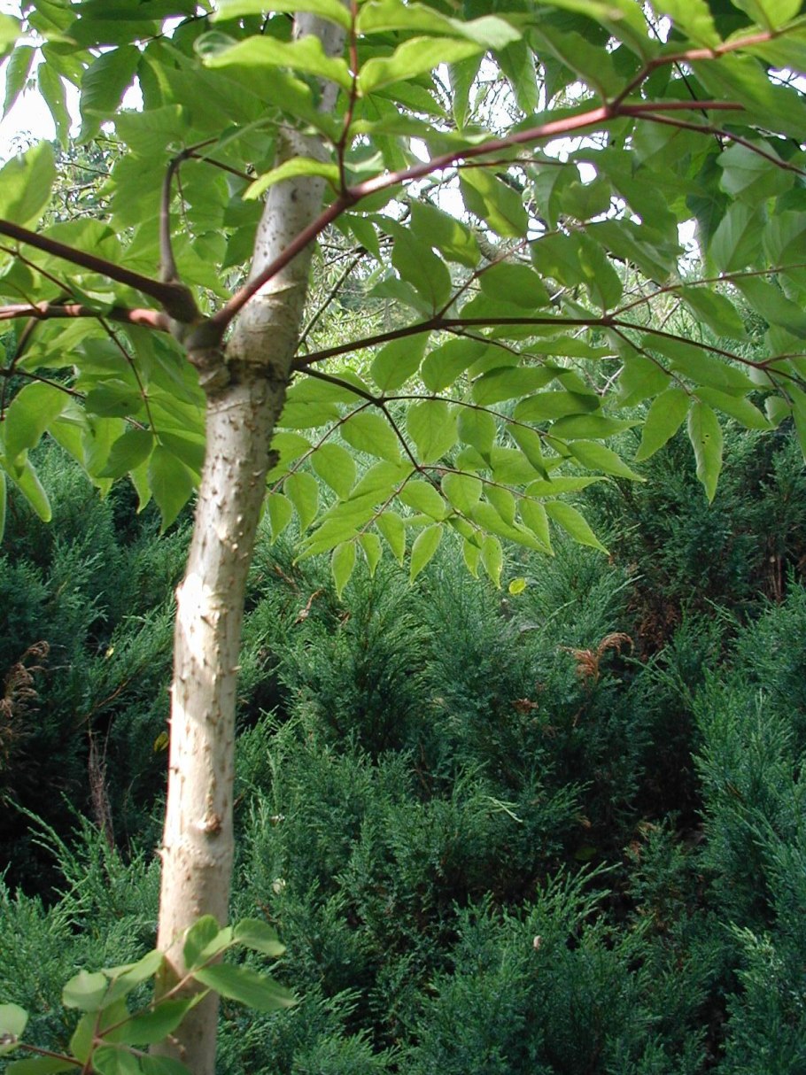 Аралия кордата