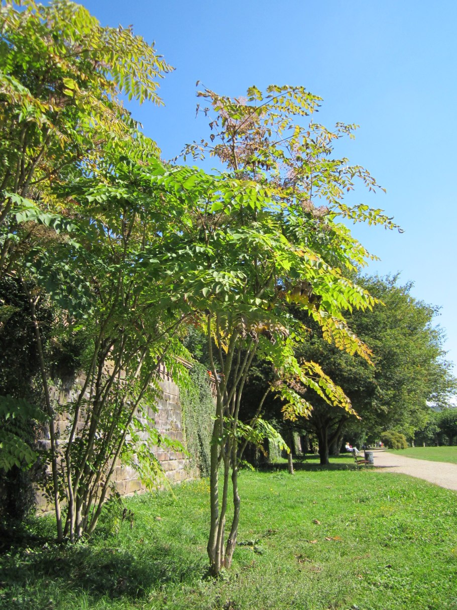 Аралия сердцевидная Aralia cordata Thunb