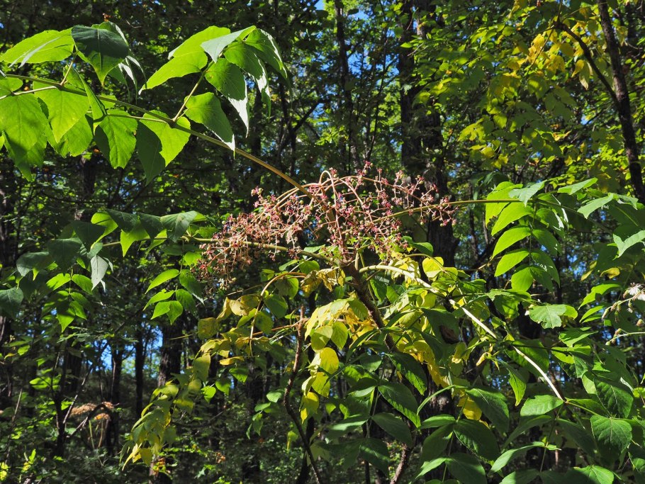 Аралии маньчжурской корни