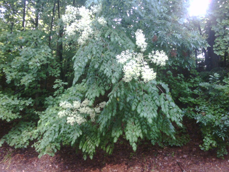 Аралия маньчжурская колючая