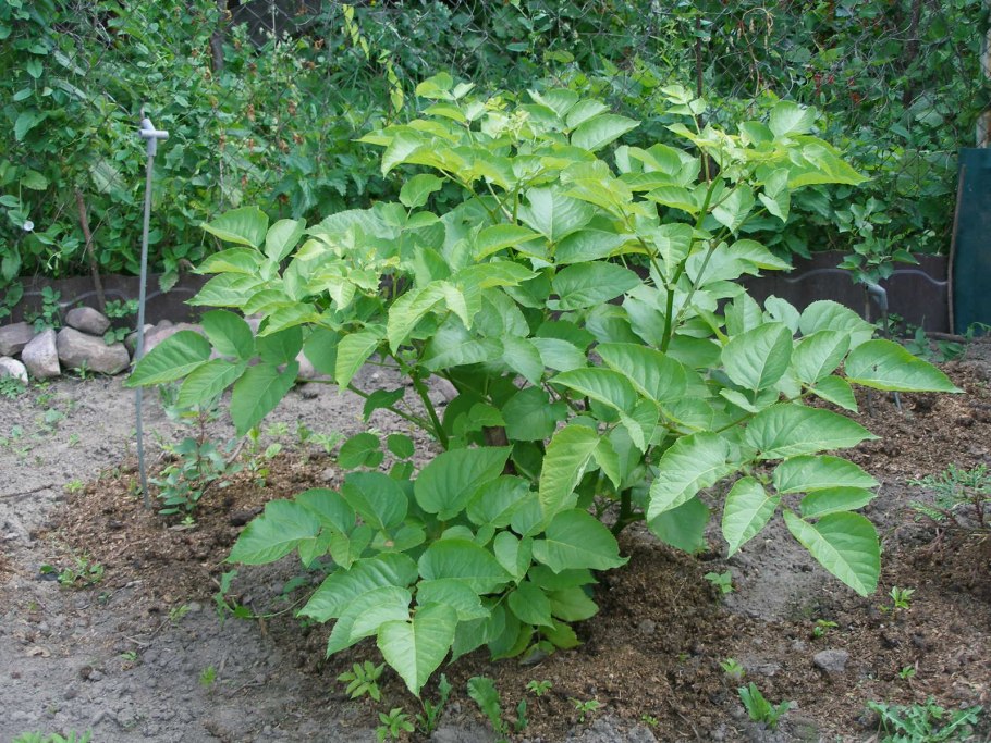 Аралия японская