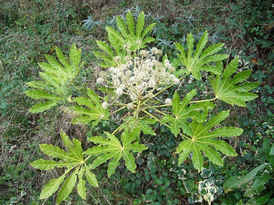 Аралия маньчжурская Живая изгородь