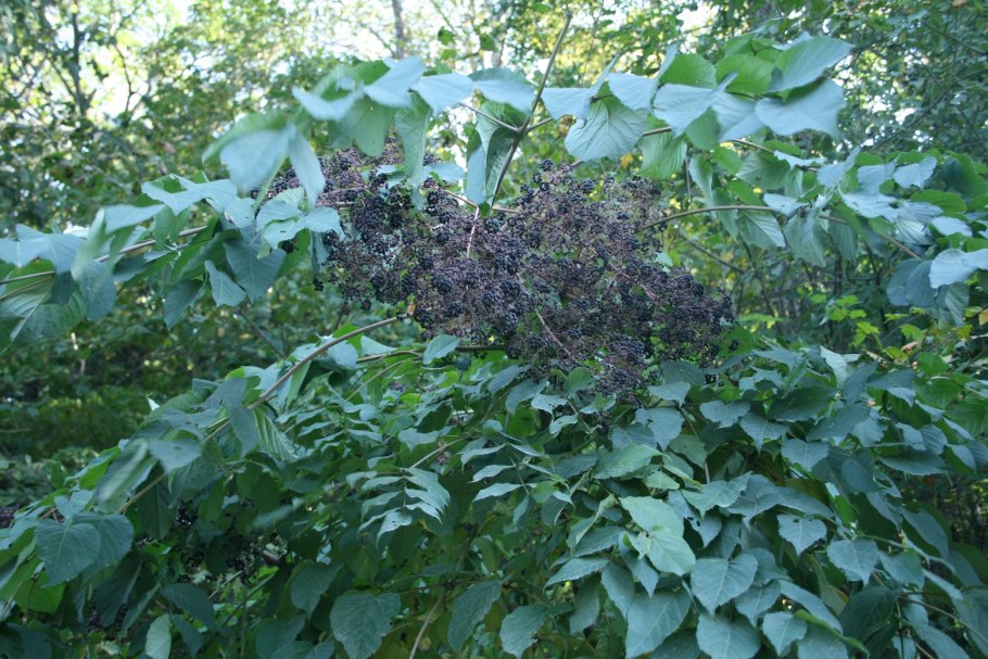 Аралия высокая (Aralia elata)