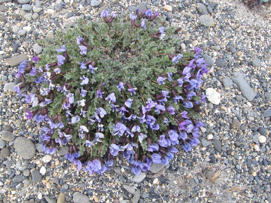 Остролодочник блестящий