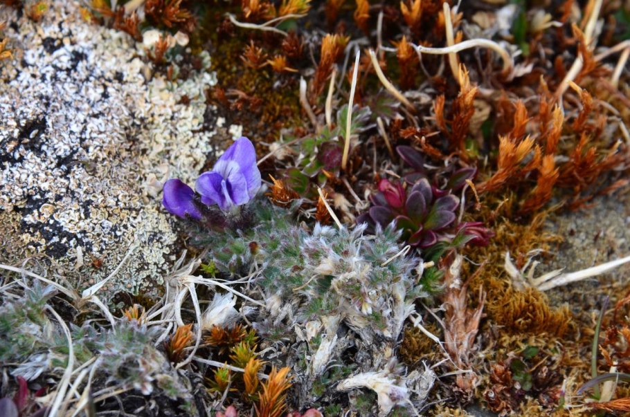 Остролодочник Таймырский