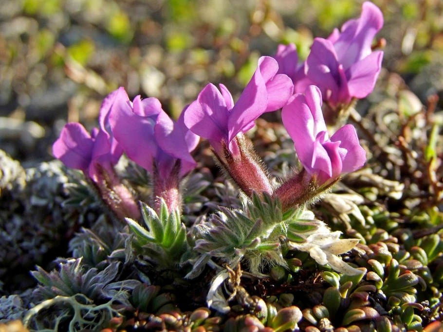 Oxytropis glabra