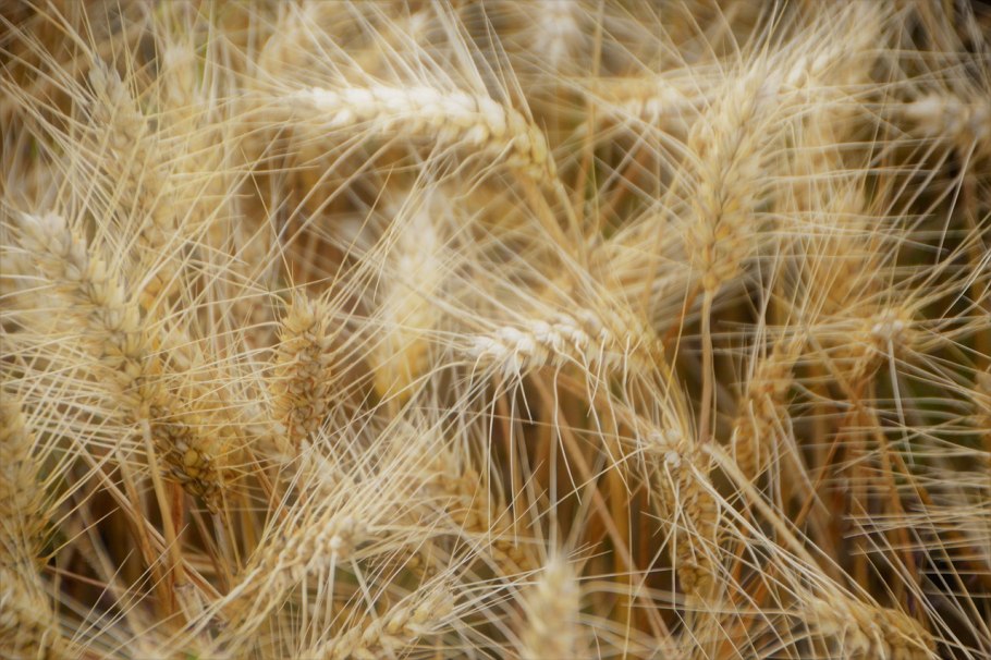 Фактура злака