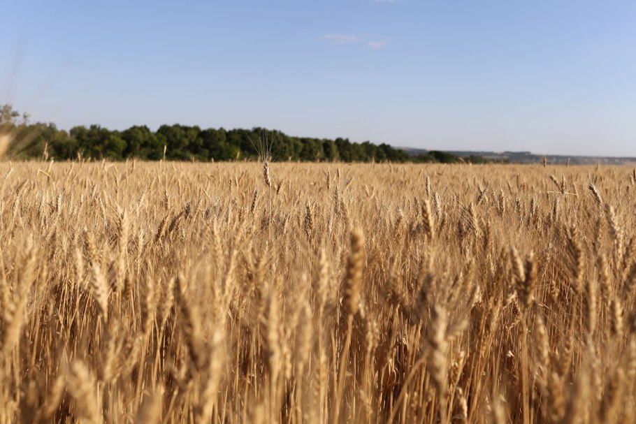 Солод ячменный поле