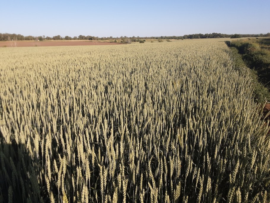 Полба спельта