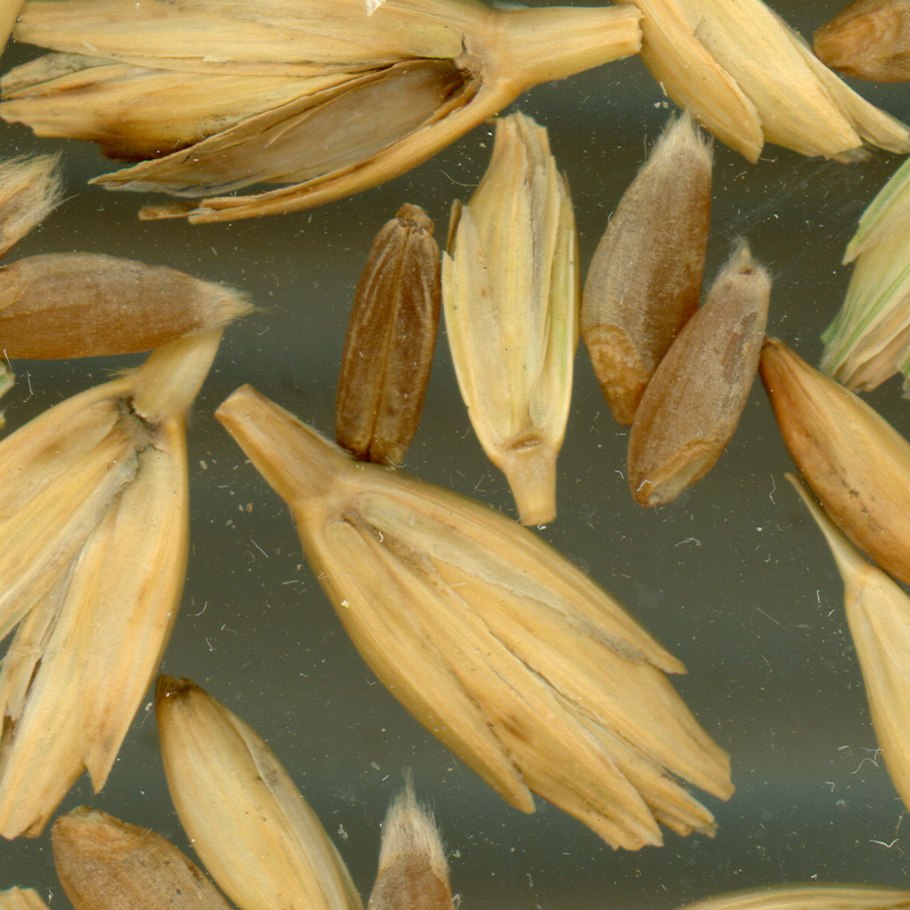 Triticum kiharae