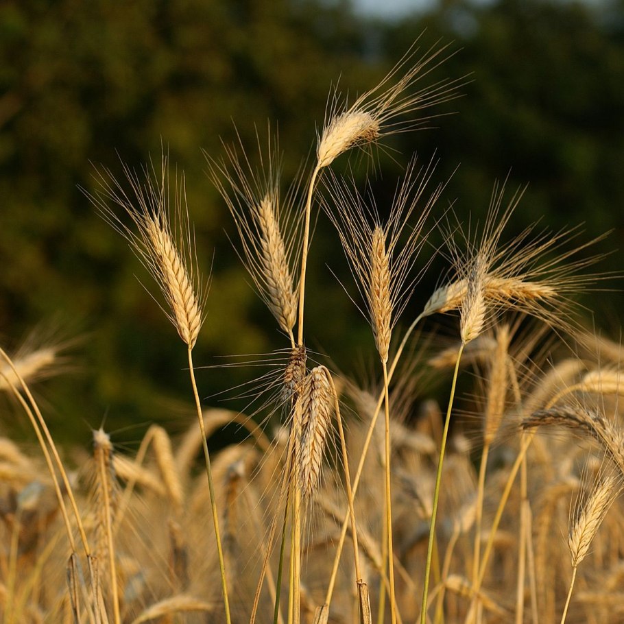 Полоникум пшеница