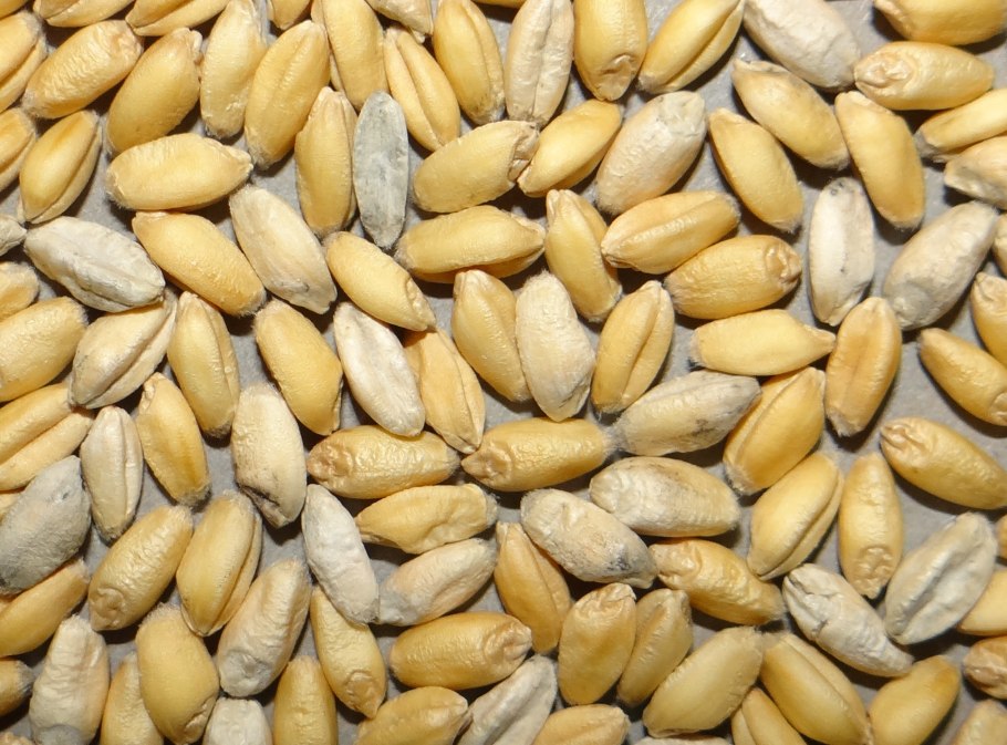 Triticum timopheevii
