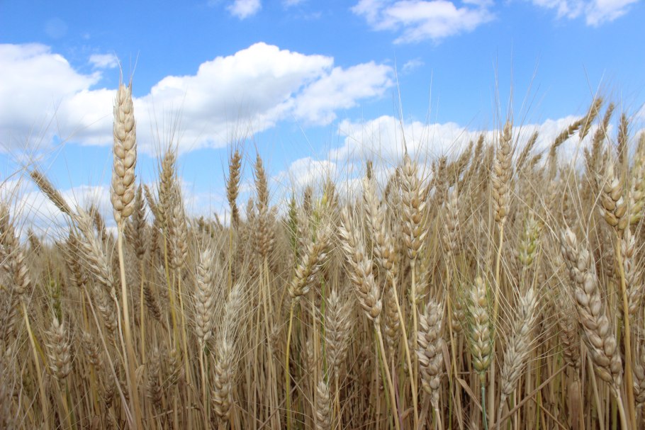 Пшеница яровая