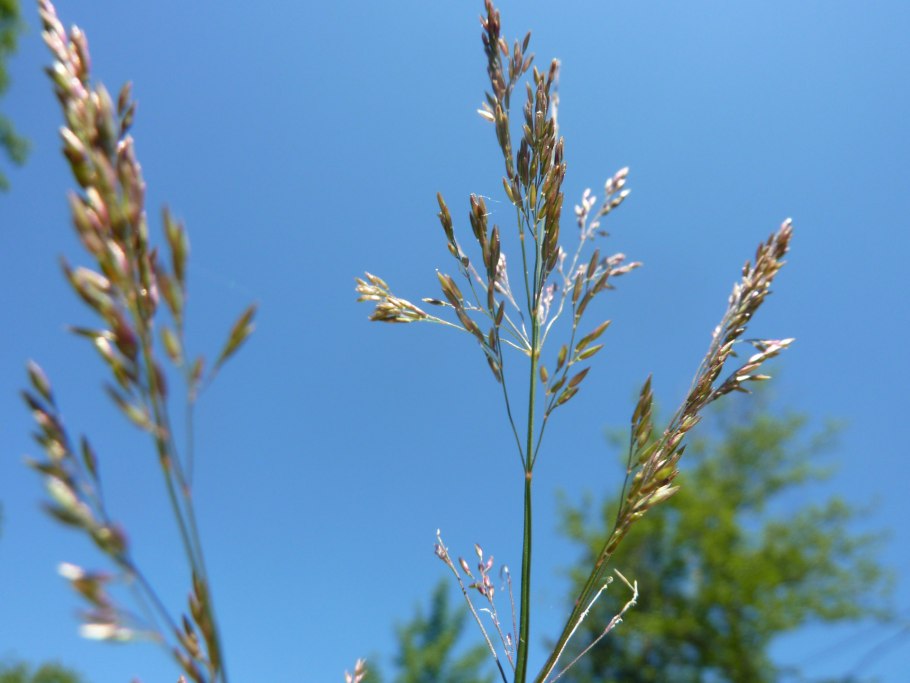 Пшеница двузернянка однозернянка