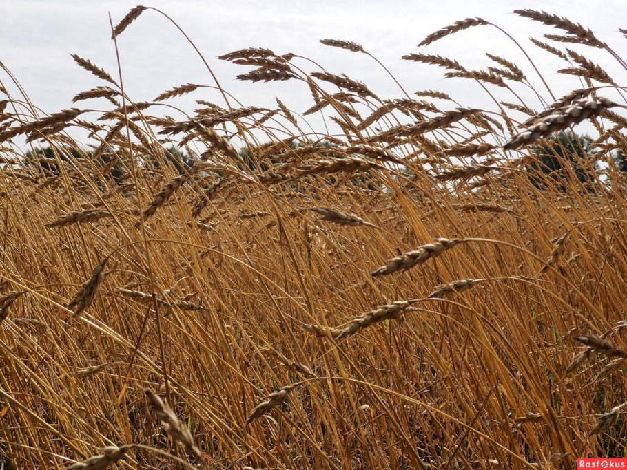 Поле пшеницы