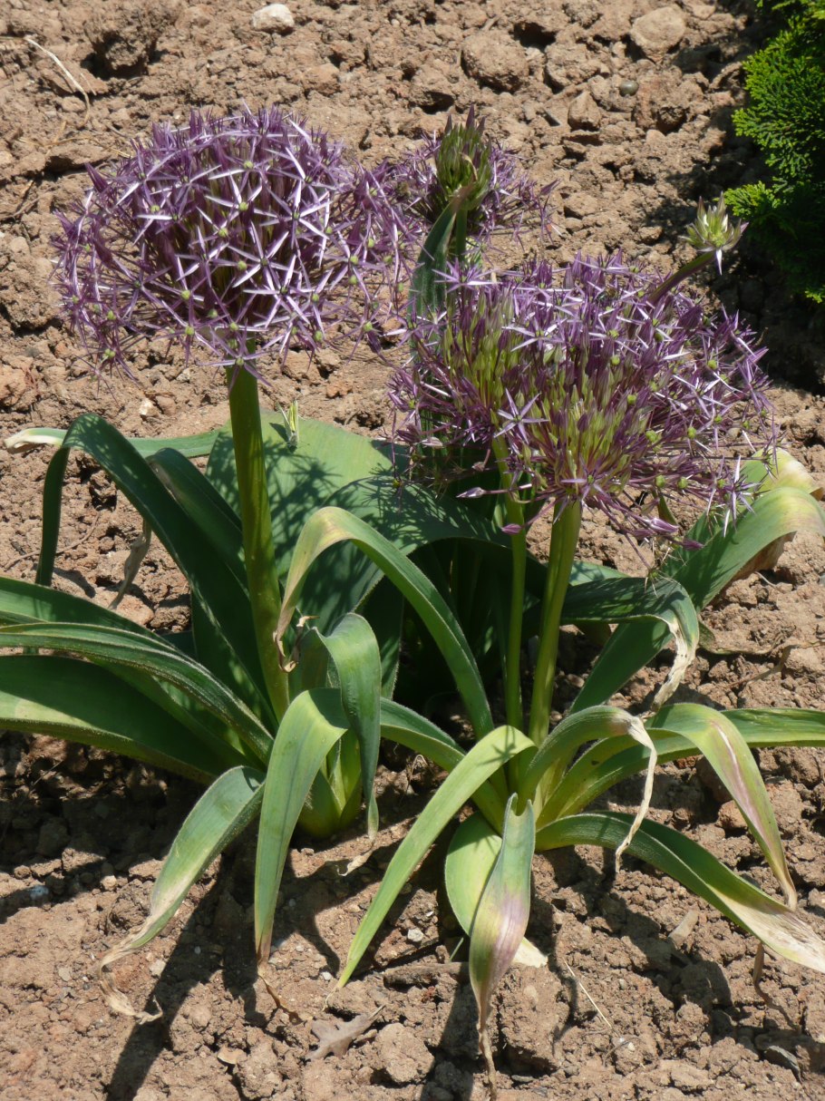 Соцветие лука репчатого