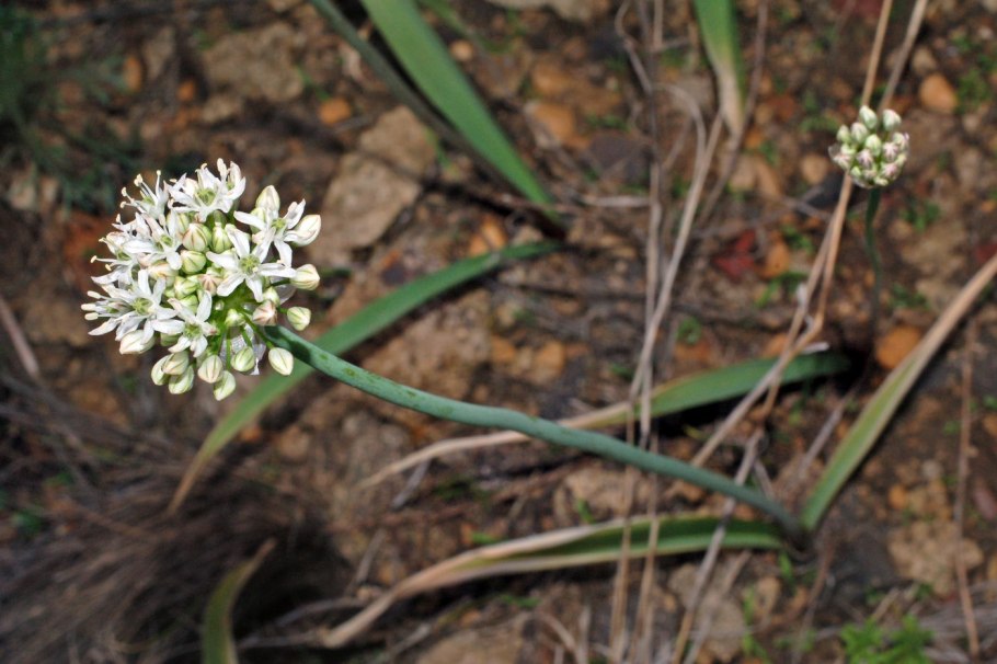 Род Allium l. (Alliaceae)
