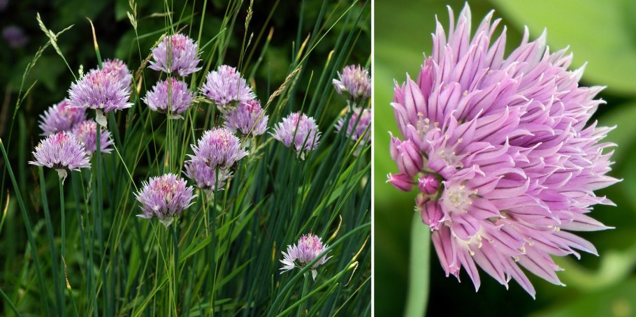 Семейство луковые Однодольные