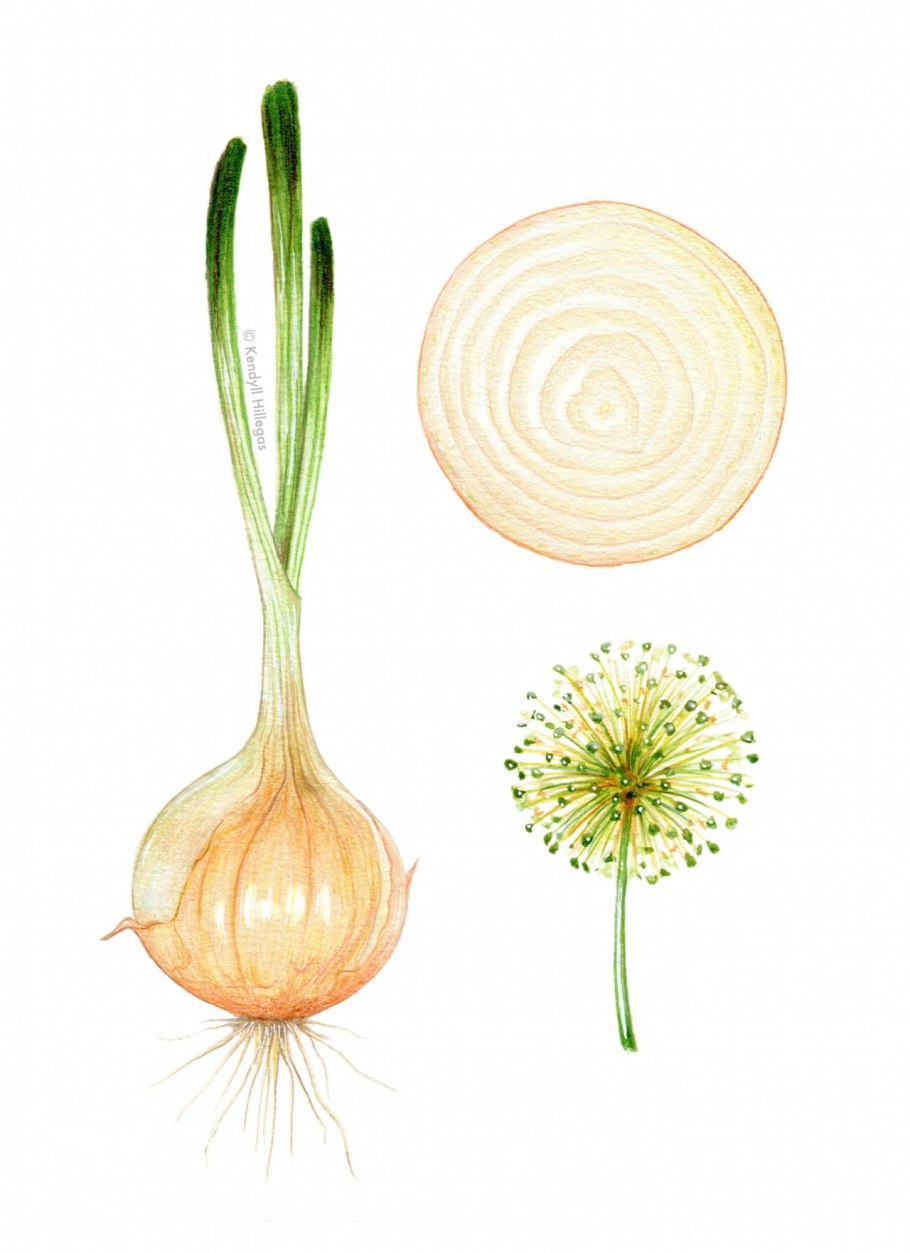 Лук слизун батун