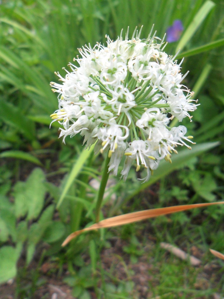 Allium carinatum pulchellum