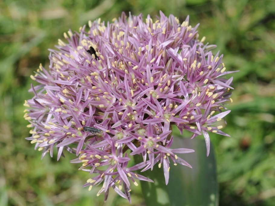 Allium shelkovnikovii
