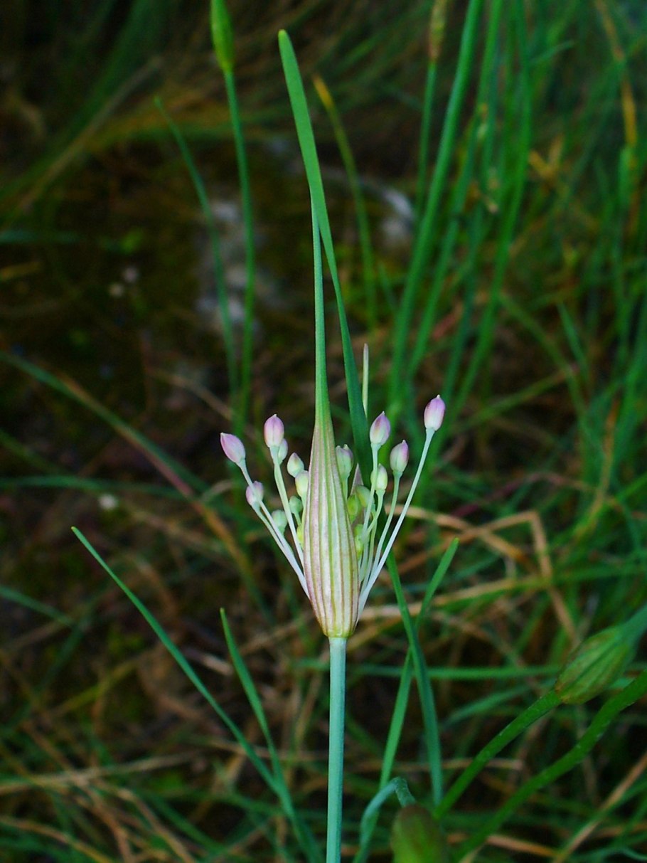 Аллиум афлатунский