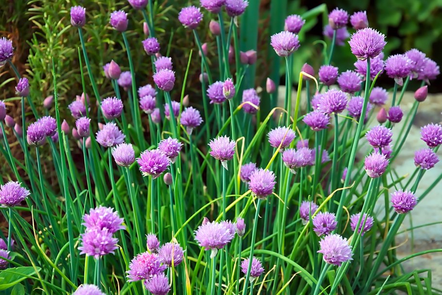 Чеснок Allium sativum