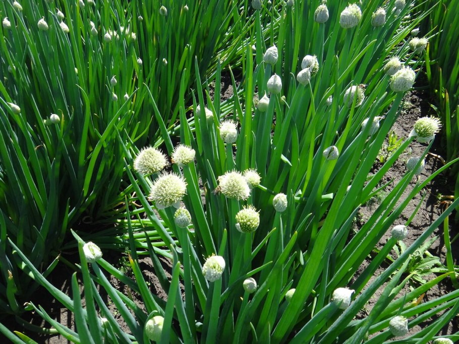 Лук стареющий (Allium senescens)