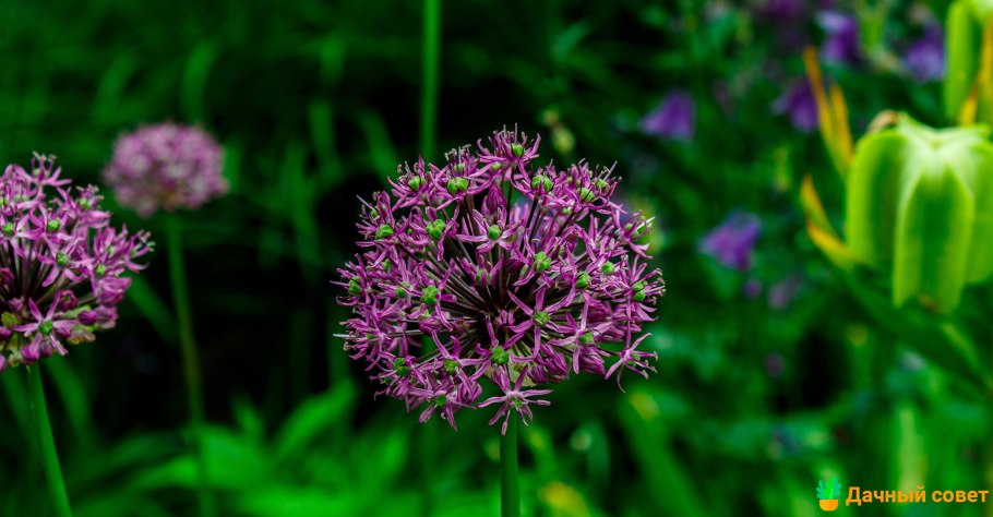 Allium guttatum