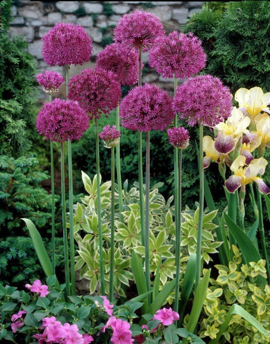 Лук-слизун (Allium Nutans)