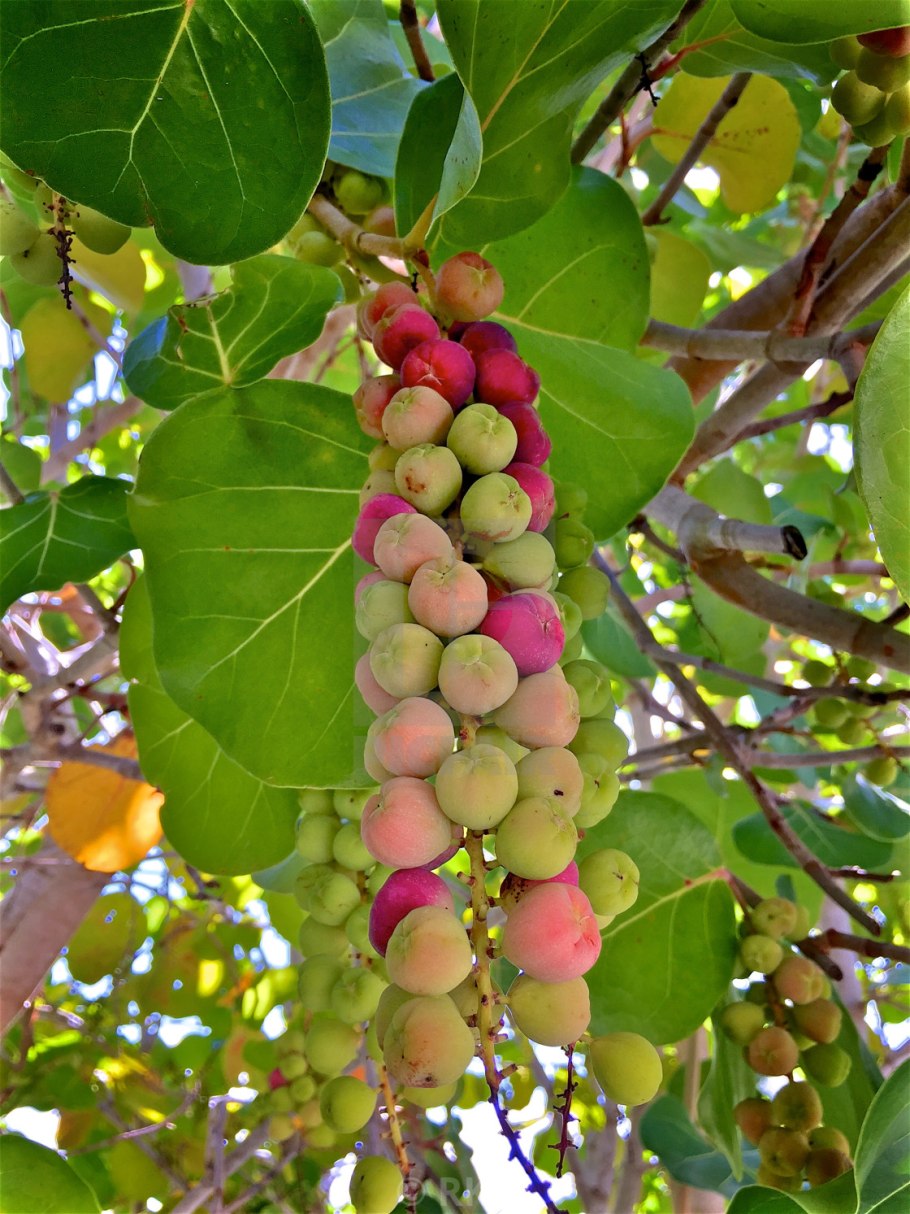 Морской виноград Кокколоба