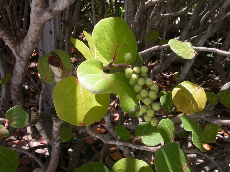 Кокколоба ягодоносная