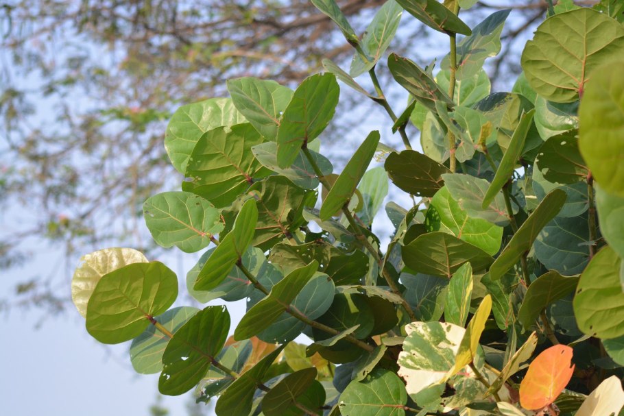 Фикус Кокколоба