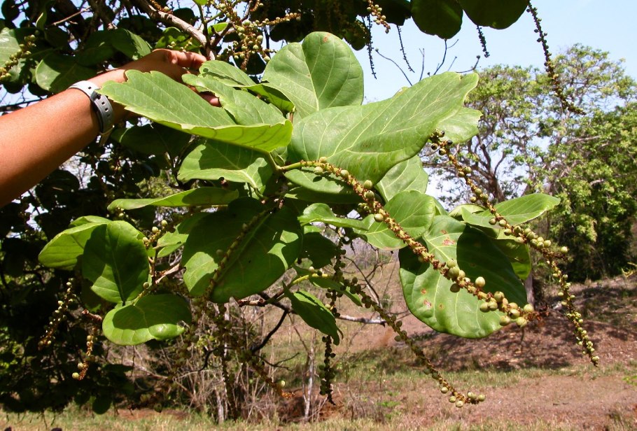 Фикус Кокколоба