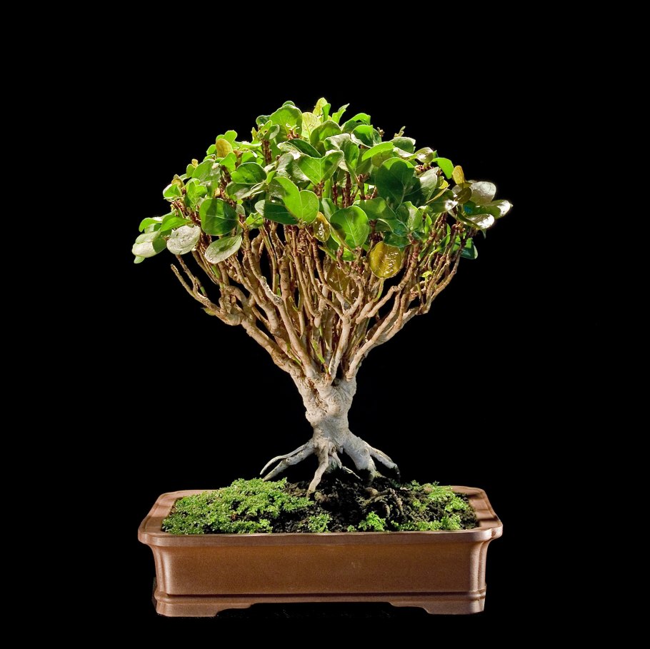 Кокколоба ягодоносная