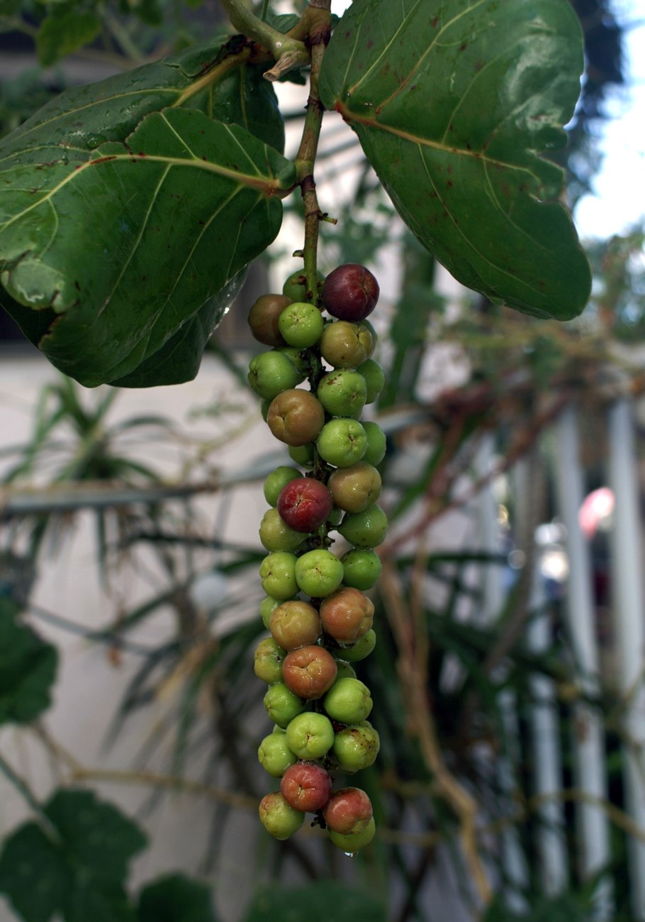 Урера ягодоносная