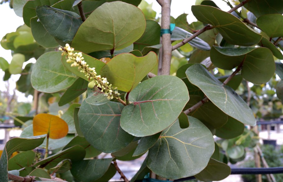 Кокколоба ягодоносная морской виноград Coccoloba uvifera