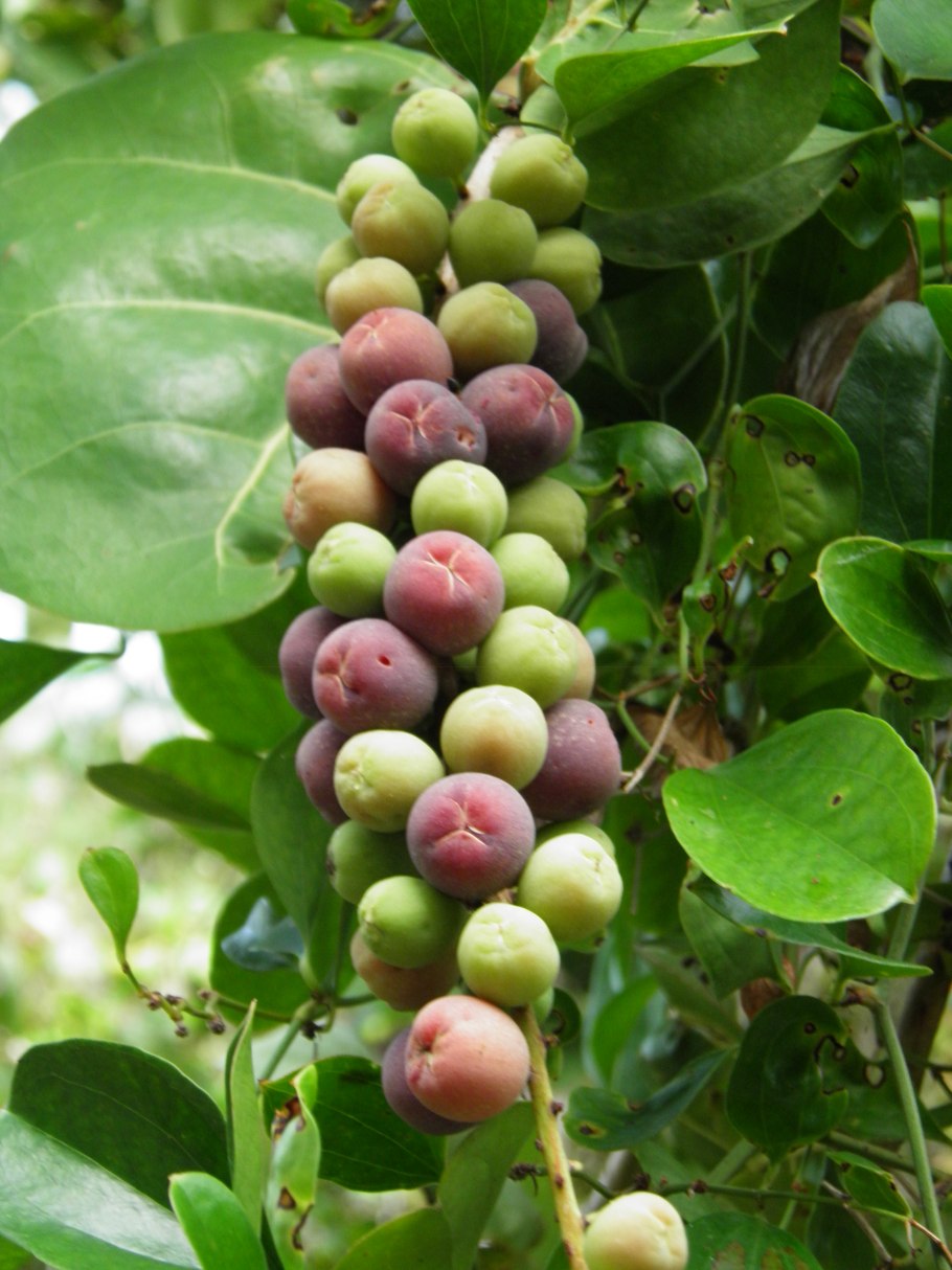 - Голубиная слива (Coccoloba diversifolia)